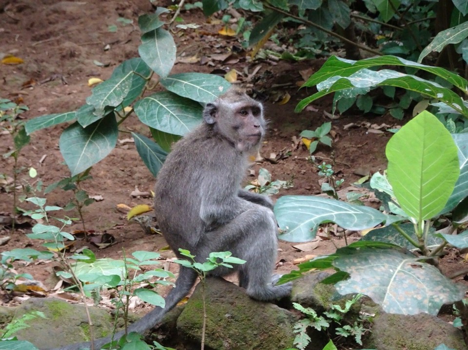 Indonesia - Monkey Forest - 