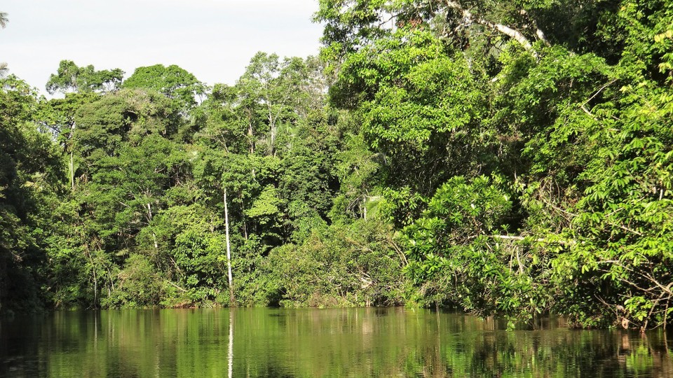 Ecuador - unbekannt - The jungle