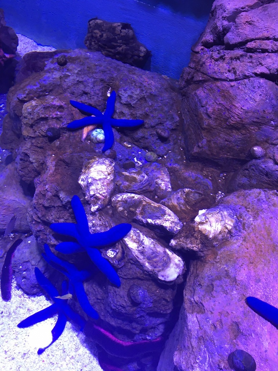  - Ausztrália, Cairns, Cairns Aquarium - 