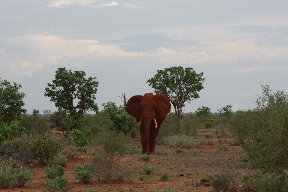 Kenia - Taita - 