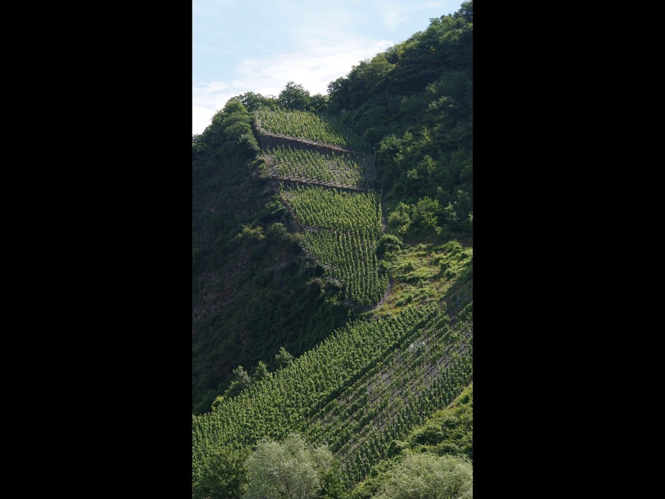 Deutschland - Bernkastel-Kues - Steillage