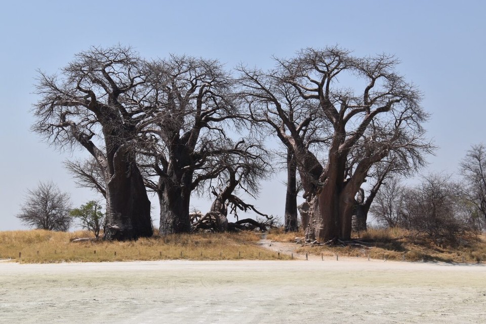 Botsuana -  - Der Nxai Pans Nationalpark liegt nödlich des Makgadikgadi Pans Nationalpark auf halber Strecke zwischen Maun und Nata. Der Park wird dominiert von riesigen Salzpfannen.
Die faszinierende Landschaft, eine Gruppe von sieben mächtigen Baobab-Bäumen, die bekannten Baines Baobabs waren unser Ziel.