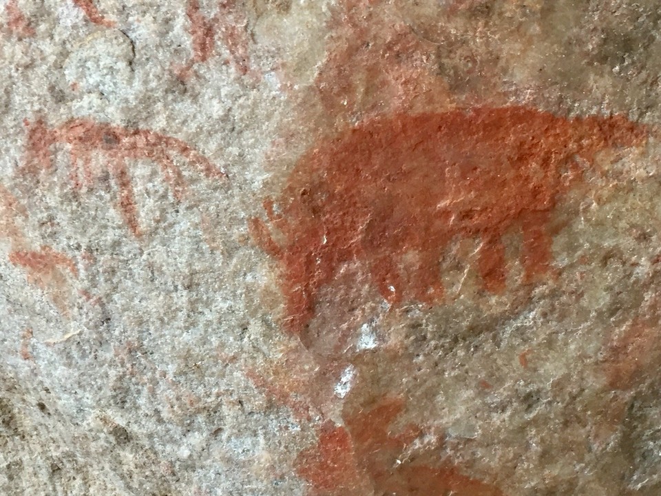 Südafrika - Clanwilliam - Für uns sieht das nach Büffel aus