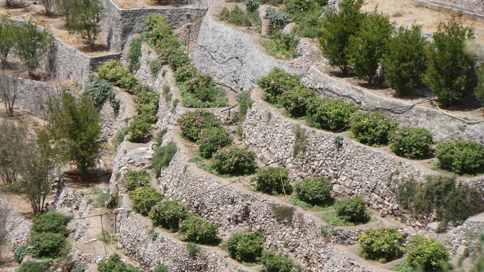 Oman -  - Terrassenfelder