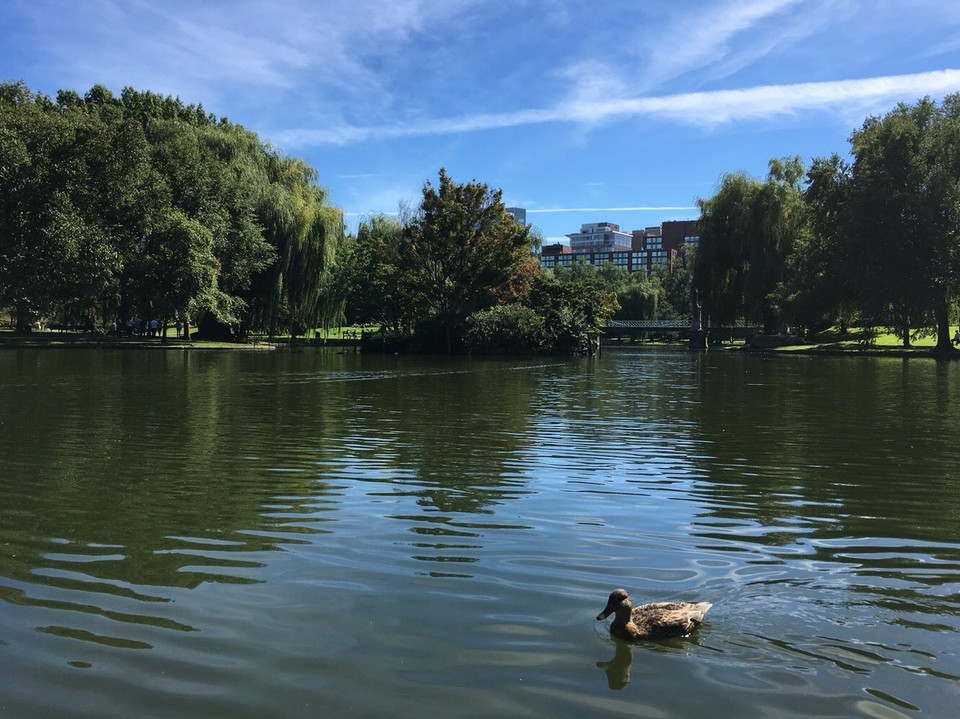  - Vereinigte Staaten, Boston - Wie friedlich ist dieser Park? 