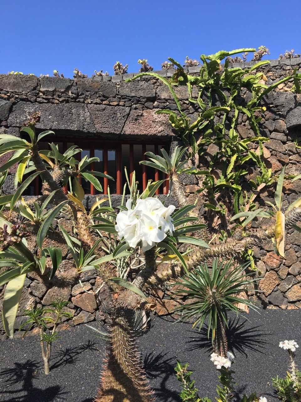  - Jardin de Cactus - Schöne Blüten. 