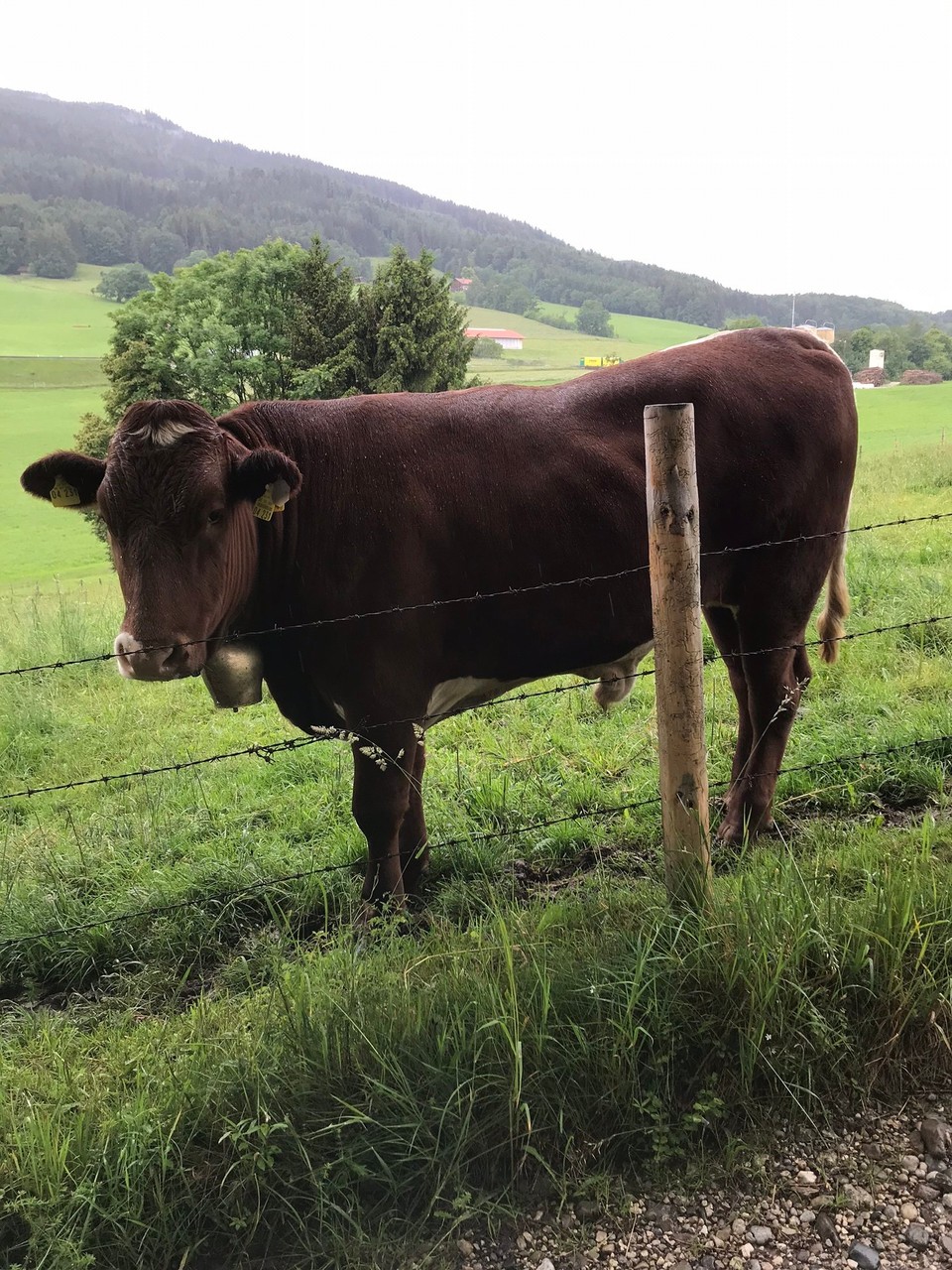 Deutschland - Königssee - Warum schauen mich die Kühe immer so komisch an?