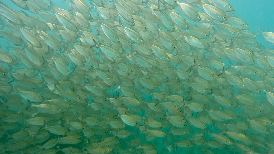 Indonesien - Kabupaten Lombok Barat - Nächster Halt „Gili Sudak“ 
Als wir ins Wasser gesprungen waren, überraschten uns riesige Schwärme bunte Fische.
Es waren teilweise so viele, dass man durch den Schwarm nicht hindurch schauen konnte.