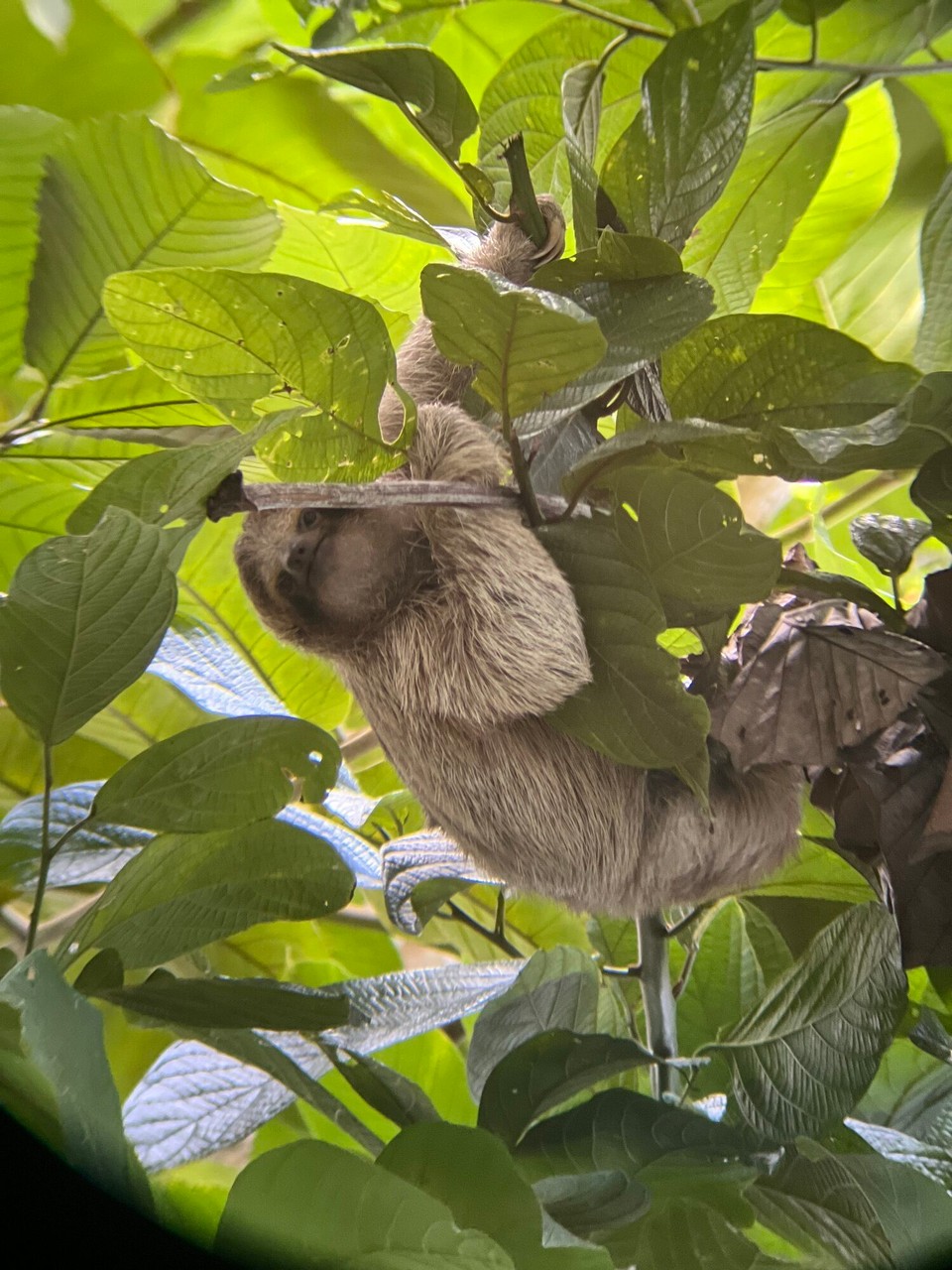 Costa Rica - La Fortuna - Am Samstig bini denn uf en Tour zum die süesse Schnuggis sueche und mer hend sicher 5gfunde