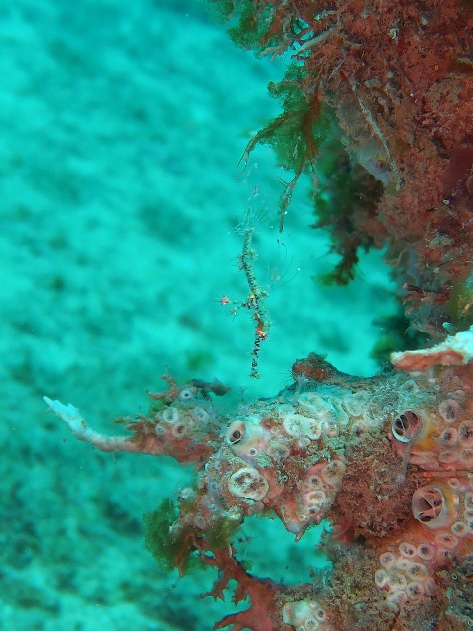 Philippines - Puerto Galera - Dans la serie, je passe inapercu, ghostpipefish transparent