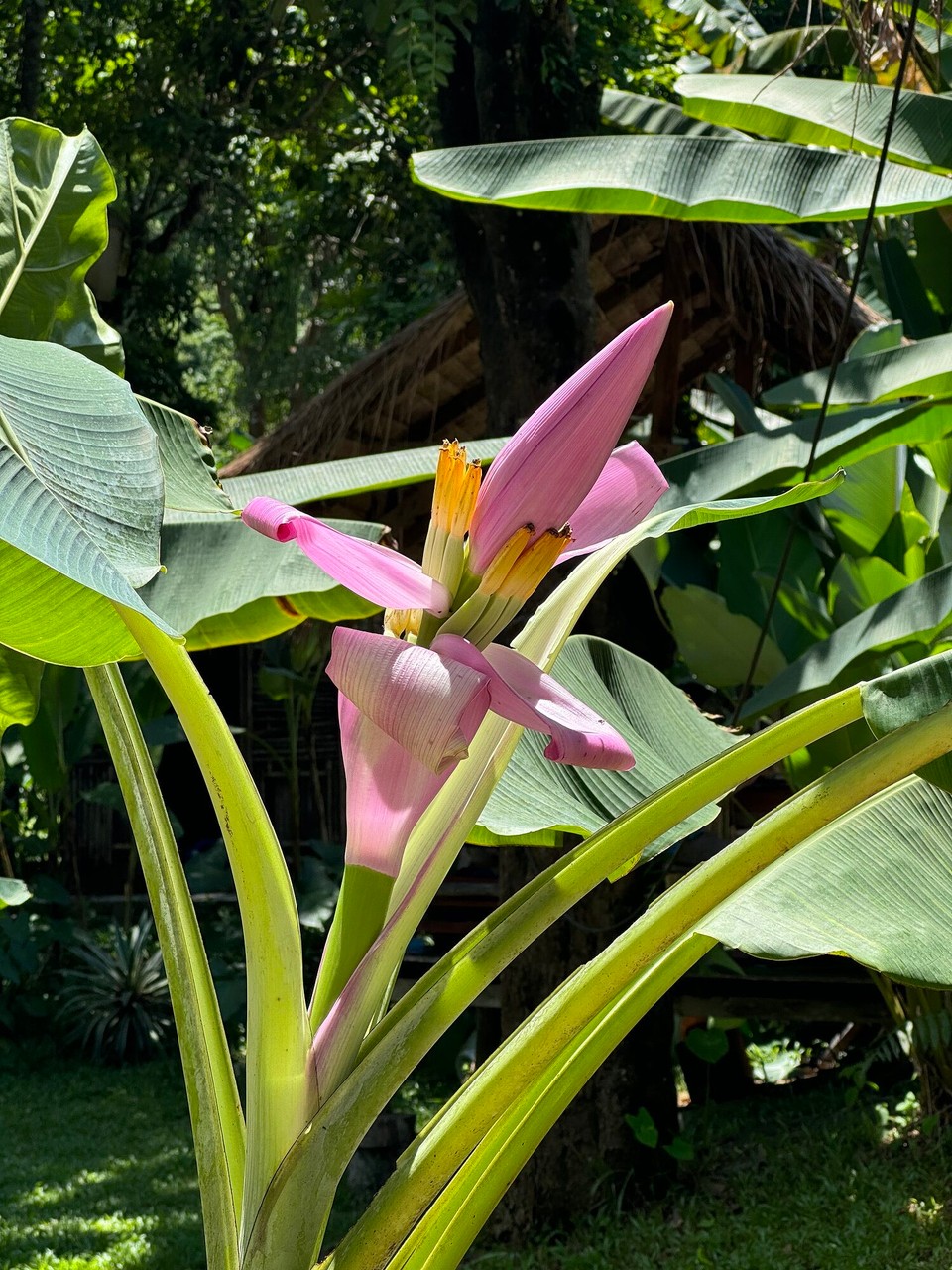 Laos - Vang Vieng - Bananenblüte