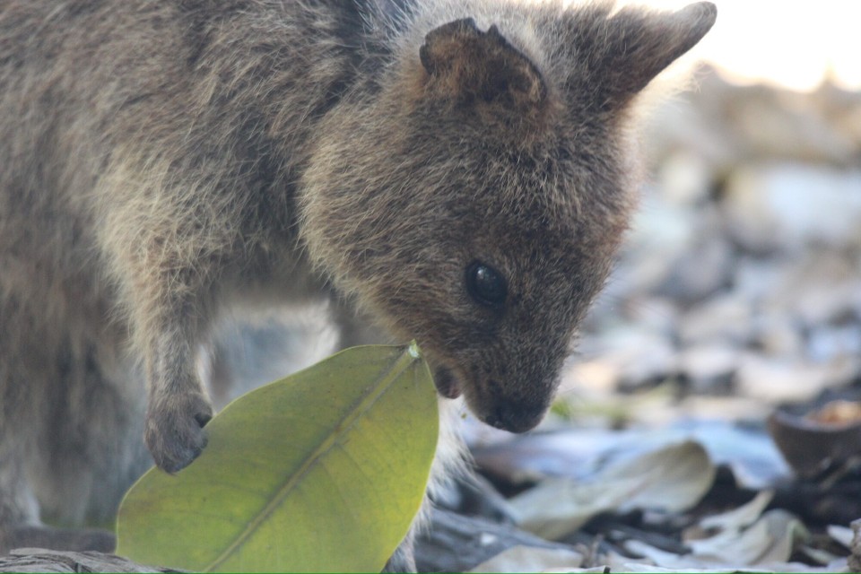 Australien - Rottnest - Quokkas. Das sind Kurzschwanzkängurus, die etwas wie große Ratten aussehen…