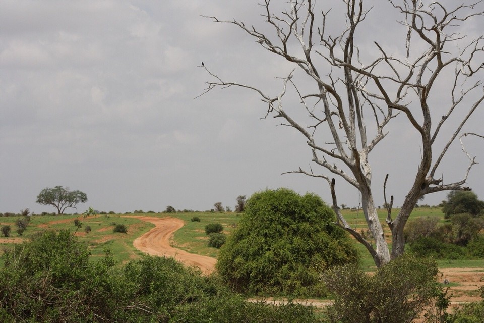 Kenia - Taita - 