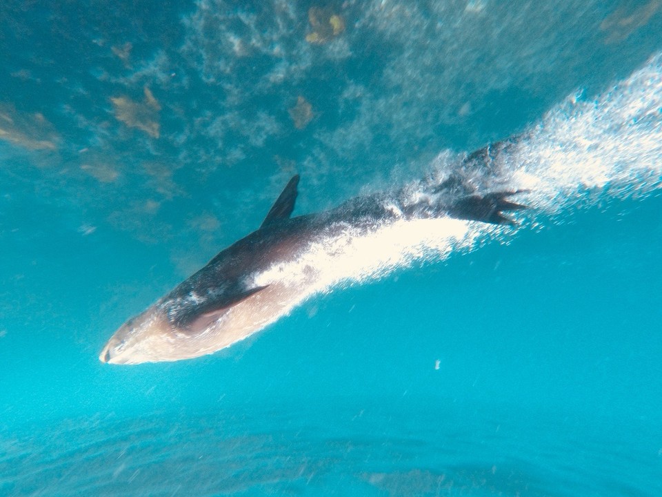 Australia - Montague Island - 