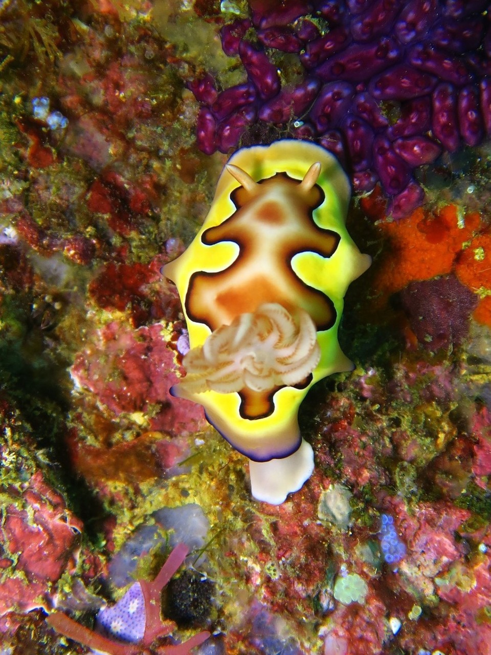 Indonesia - Kri - Jolie nudi