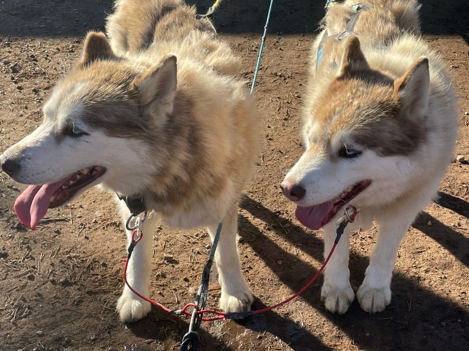 Finnland - Saariselkä - Husky Liebe 