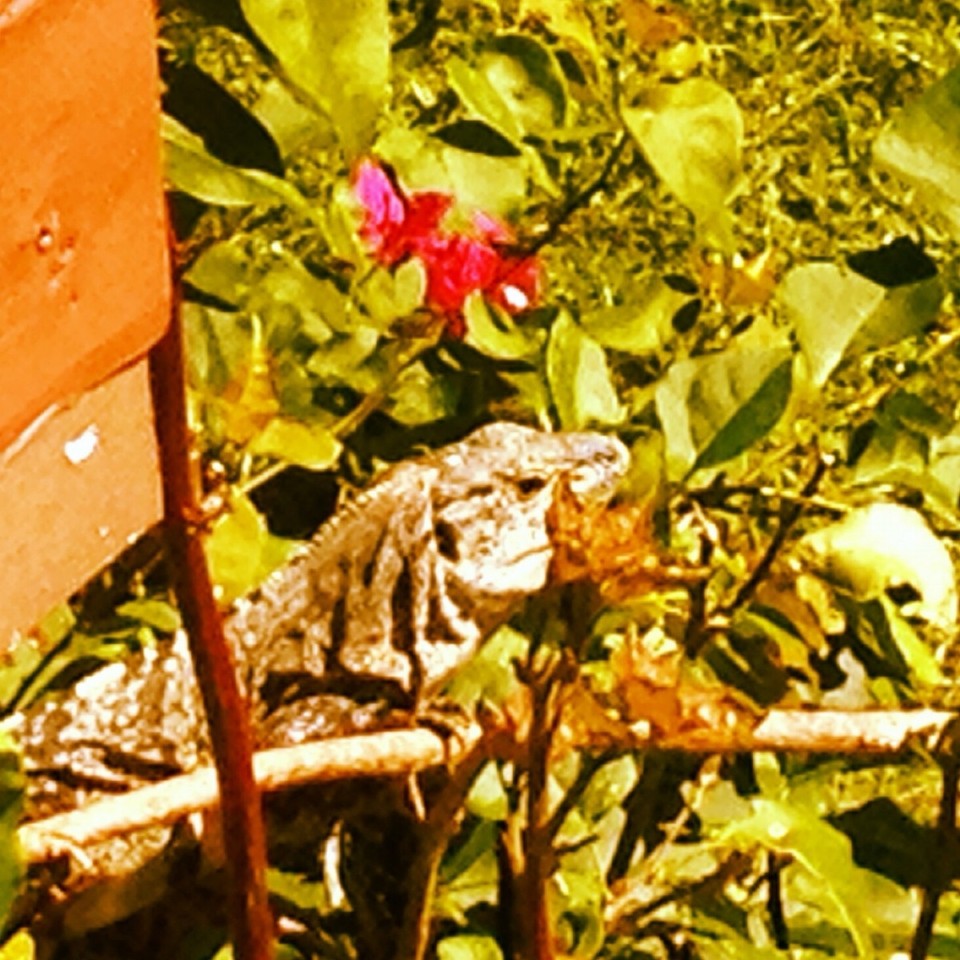Costa Rica - Parrita - 