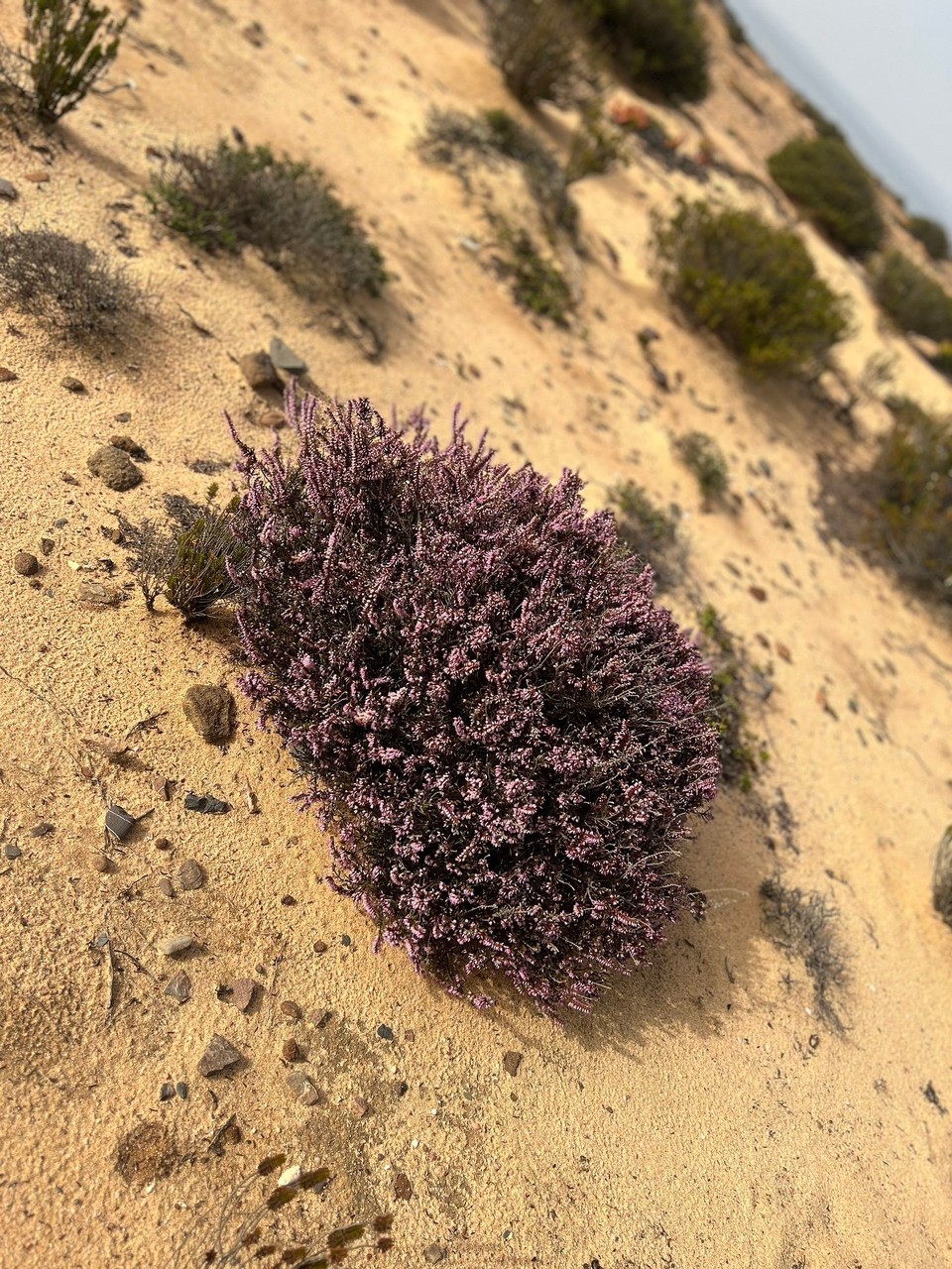 Portugal - São Teotónio - Erika ist groß & schöner.