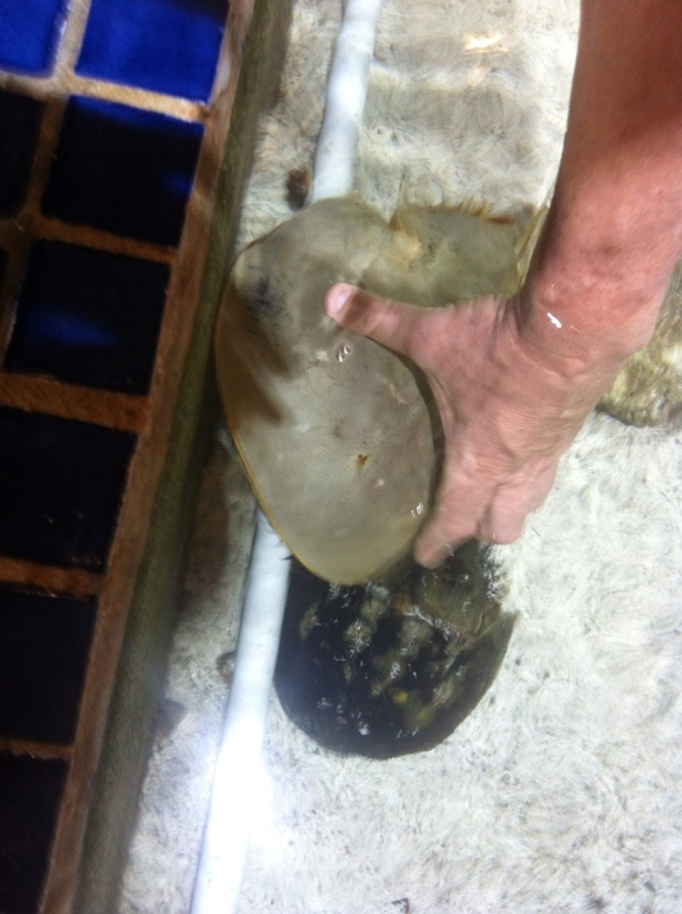 Egyesült Államok - Key West - 