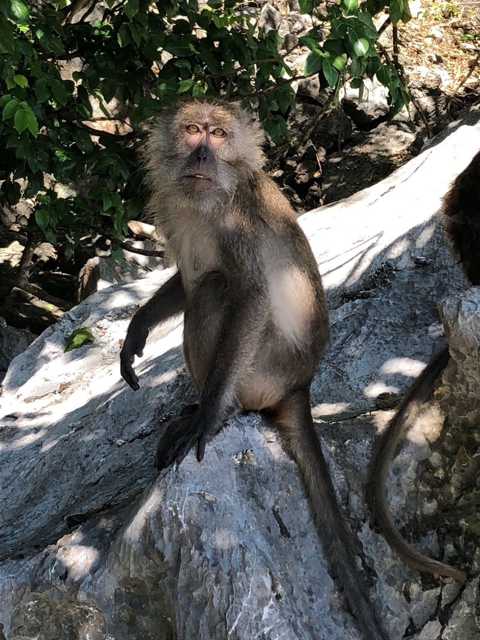Thailand - Amphoe Mueang Krabi - 🐒 monkey beach 🐒