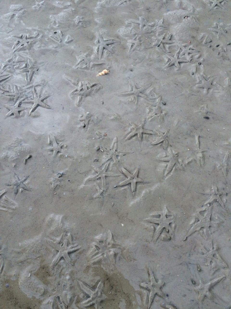 Thailand - Amphoe Mueang - Seesternmeer.