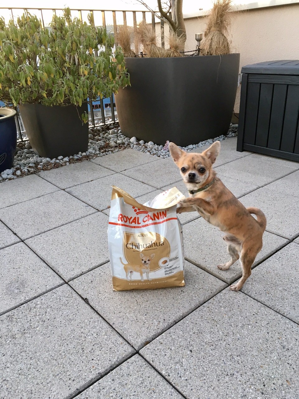Schweiz - Birmenstorf - Wahnsinn! 
So ein kleiner Hund frisst in 50 Tagen mehr als er wiegt.
