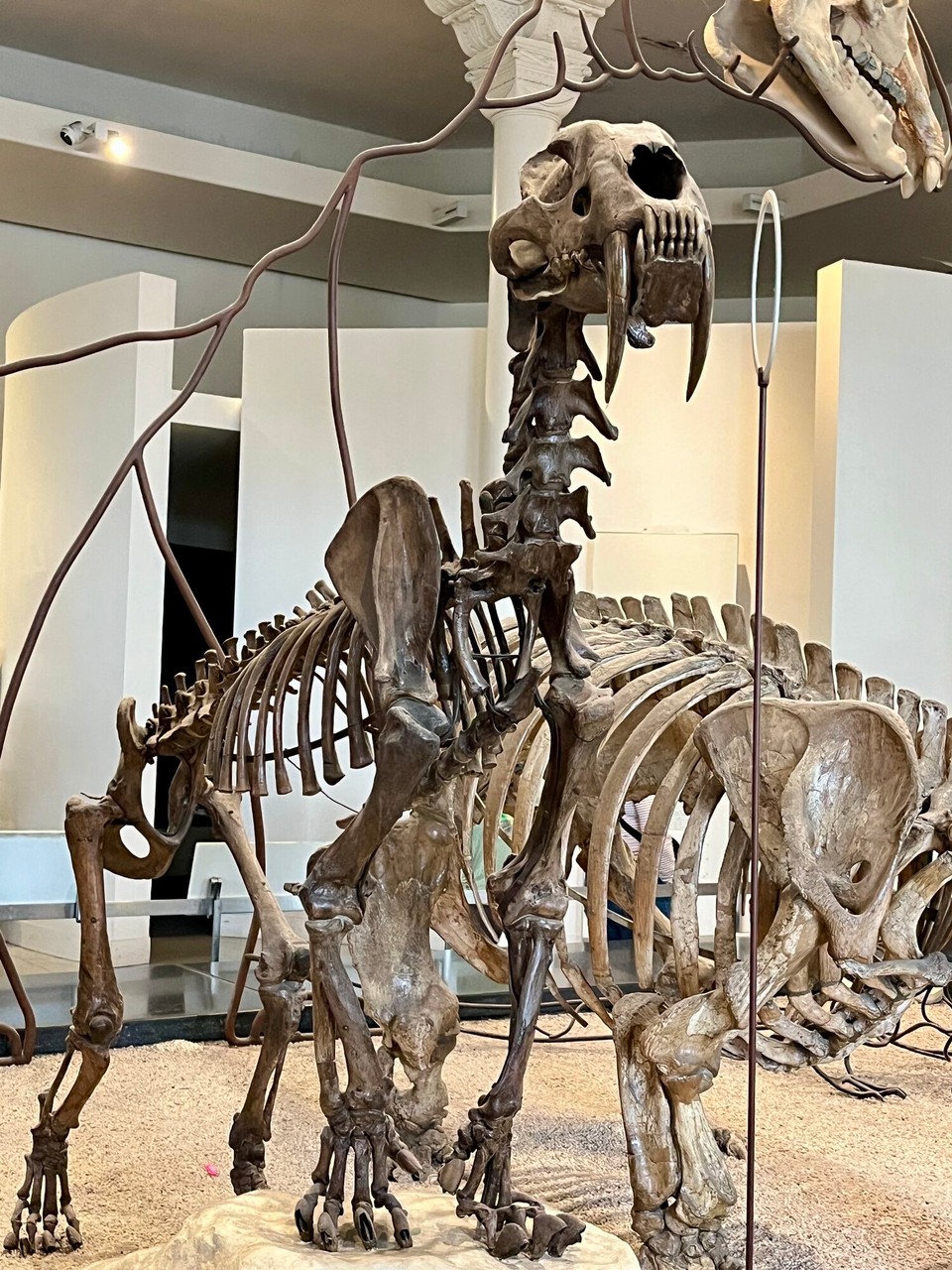 Vereinigte Staaten - New York - Säbelzahntiger