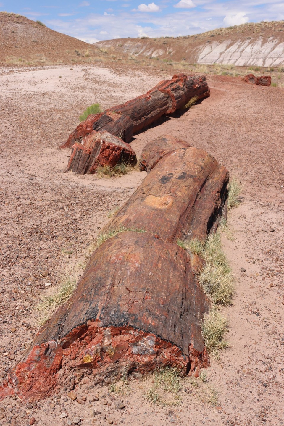 USA - Gallup - Petrified Forest NP