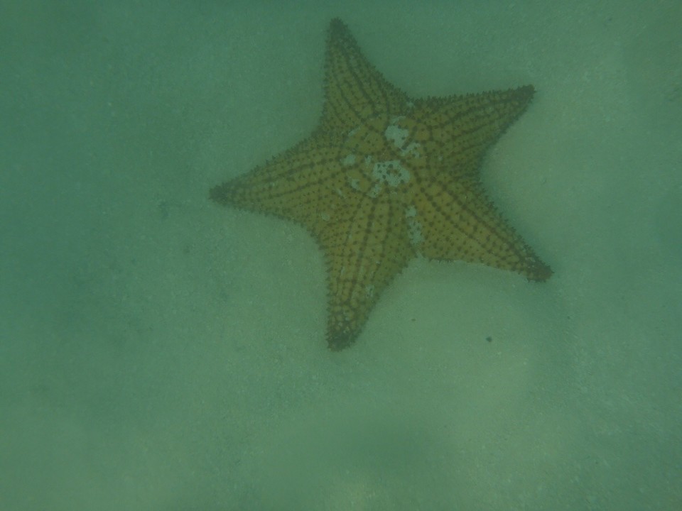 Dominikanische Republik -  - 