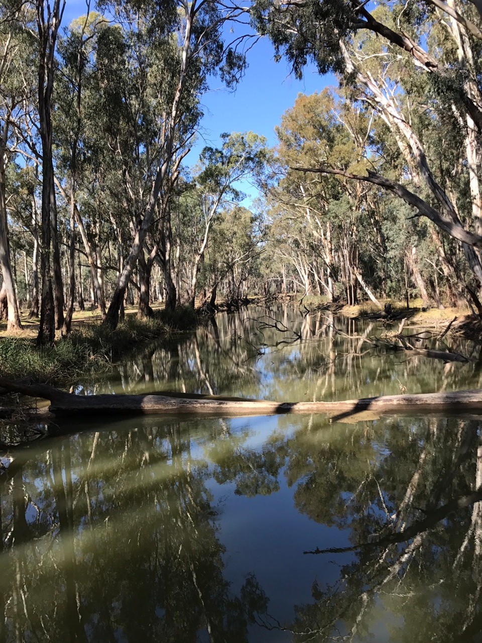 Australia - Mathoura - Thank god no snakes or lizards !!!! But beautiful!