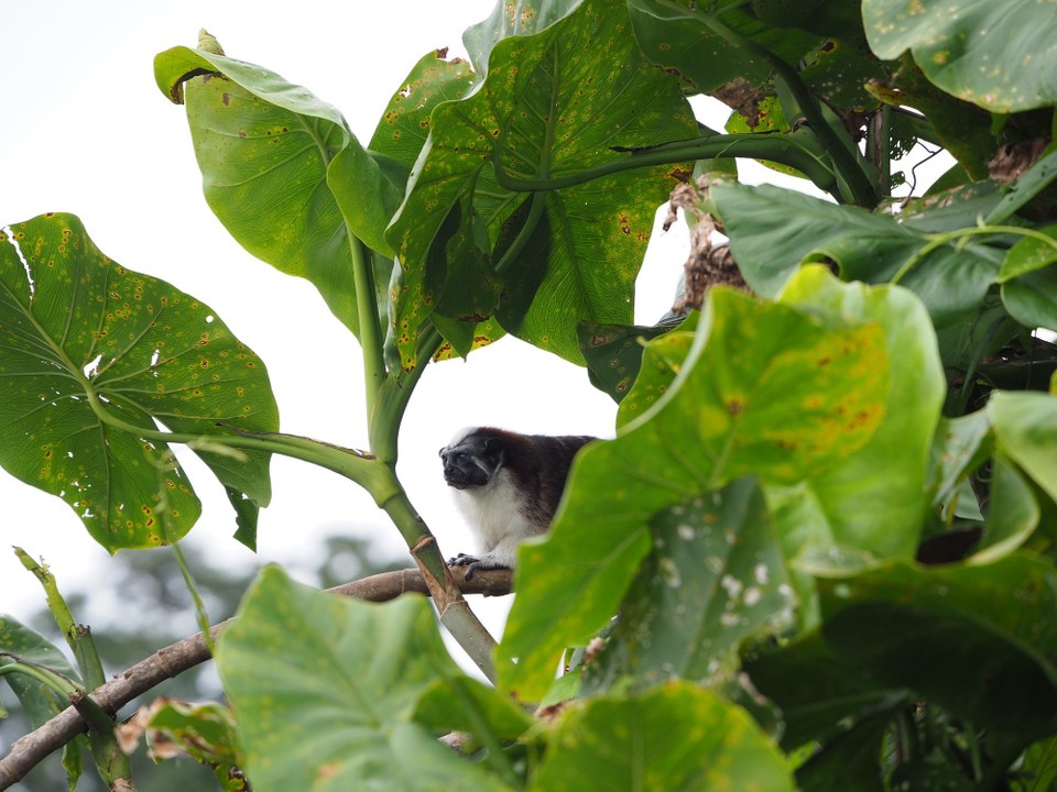Panama -  - 