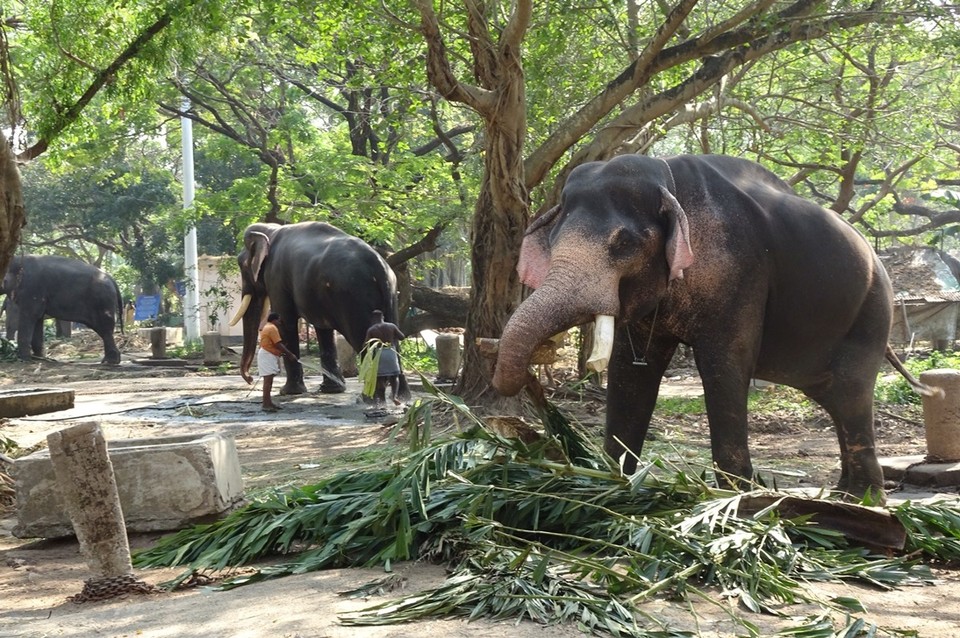 Indien - Guruvayoor-Manattala-Perakam-Edakkazhiyur - 