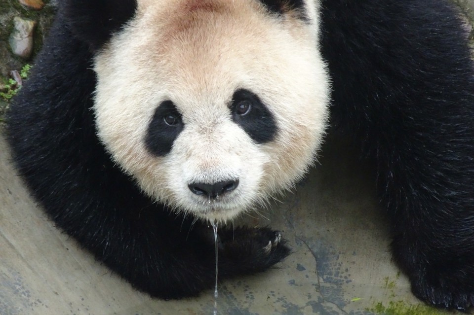 China - Chengdu - 