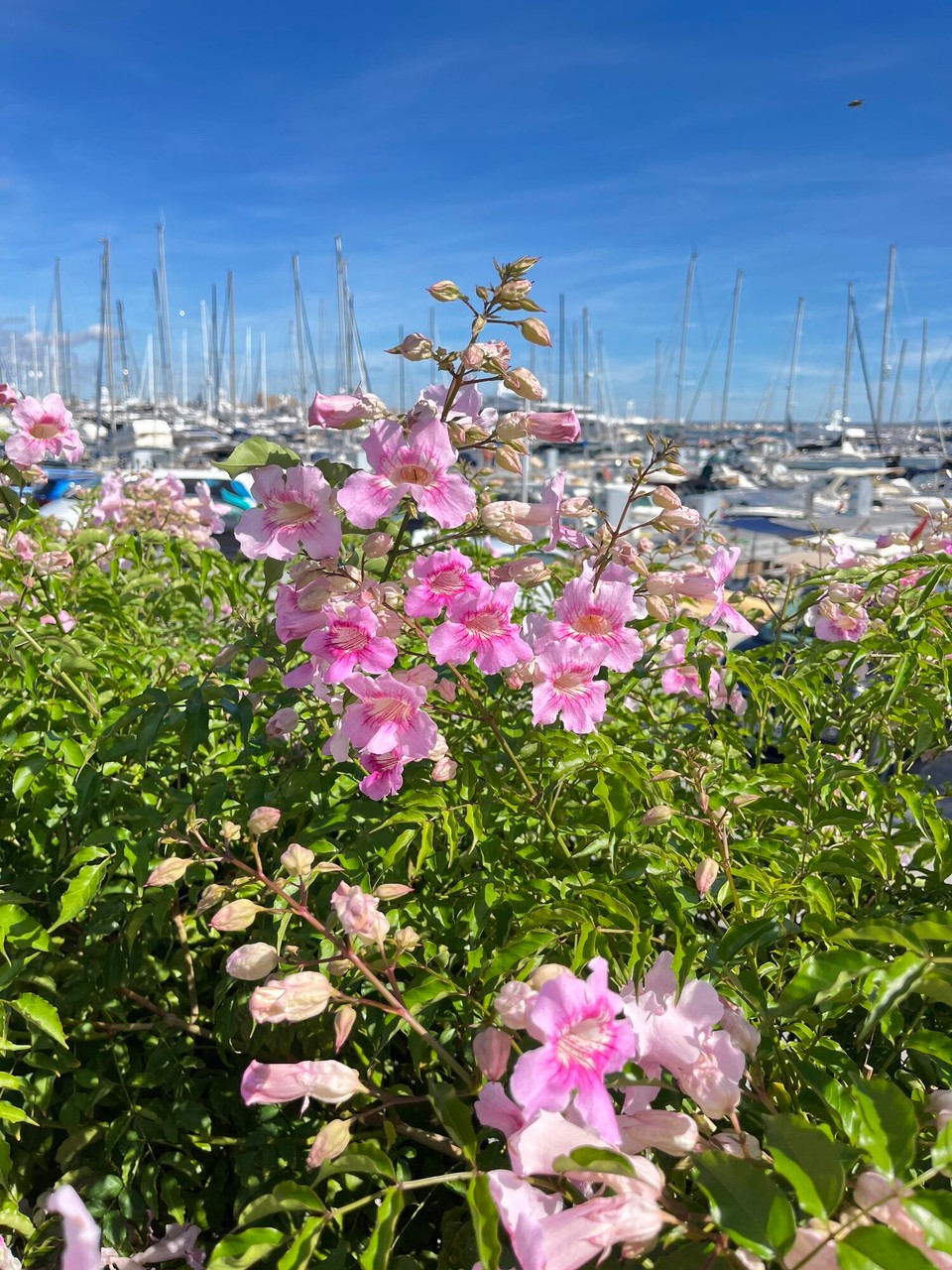 Spanien - Palma - 