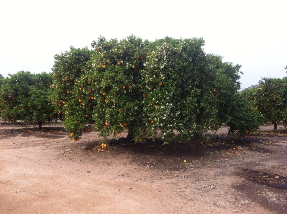 Egyesült Államok - Visalia - 