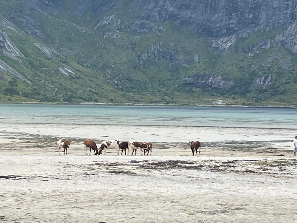 Norwegen - Ramberg - Kühe am Strand 
