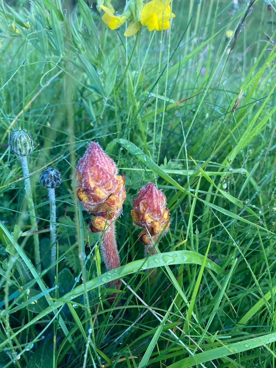 Italien - Rodeneck - Sommerwurzen