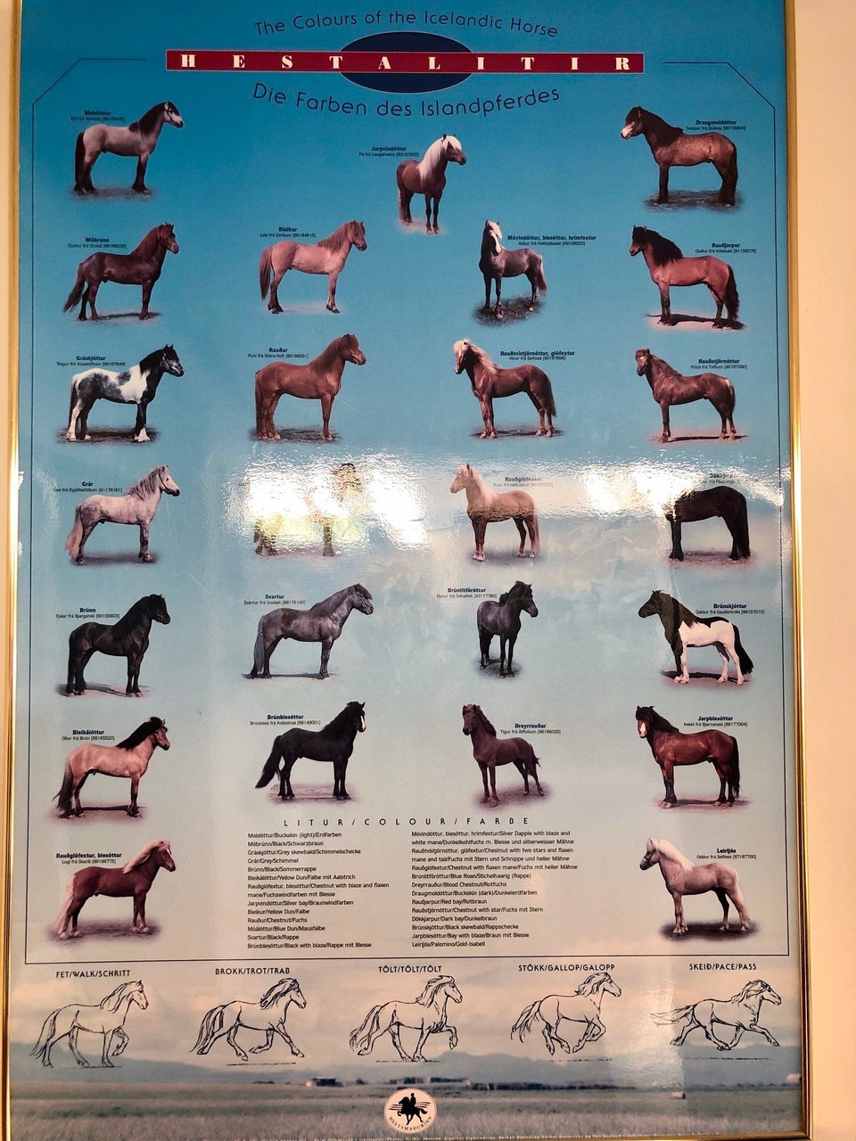 Island - Hólar - Und auch dieses Poster fand ich schön. Endlich weiss ich mal, wie die 1000 unterschiedlichen Isländerfarben heissen... Und sogar mit der deutschen Übersetzung😍👍