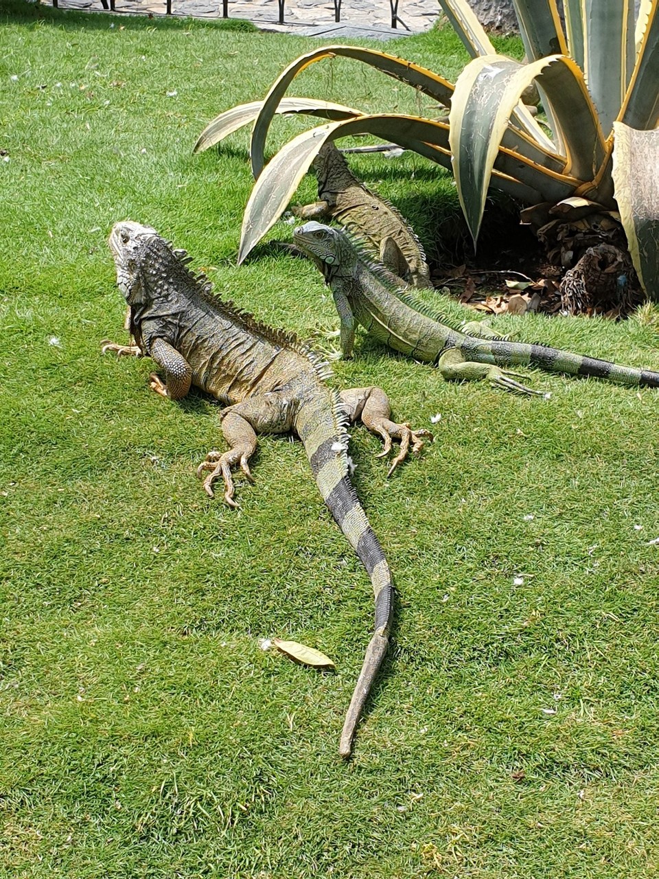 Ecuador - Guayaquil - Iguanas at Parque Seminario