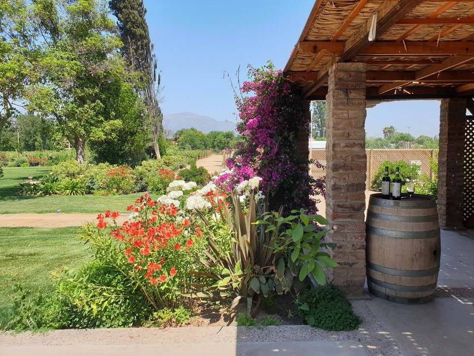 Chile - Santiago - Maipo Valley vineyard