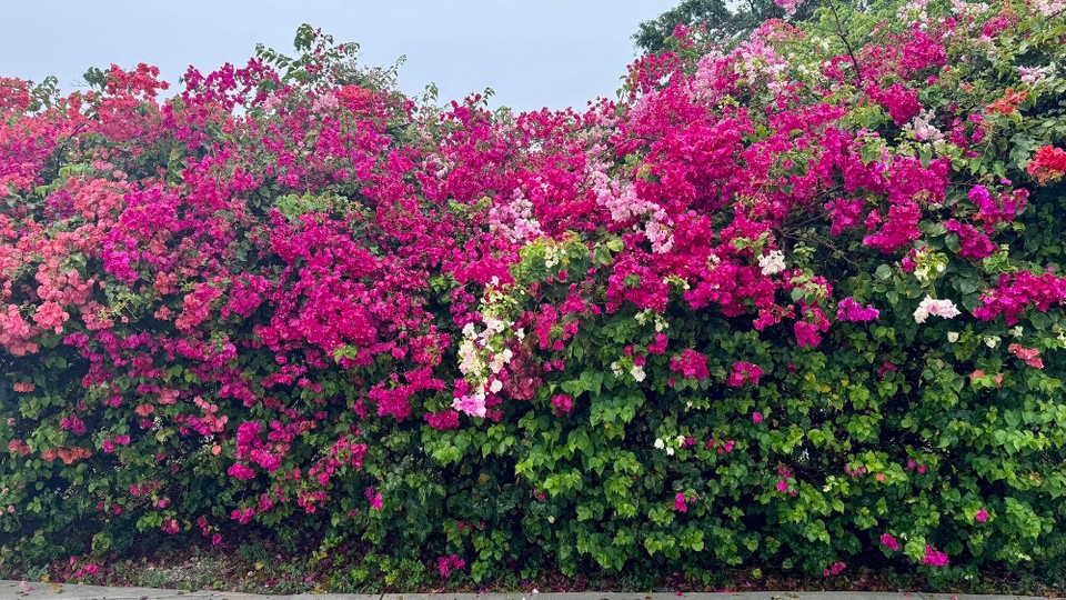 Vereinigte Staaten - Coconut Creek - 