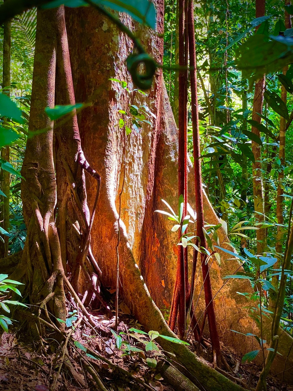 Malaysia - Jerantut - 