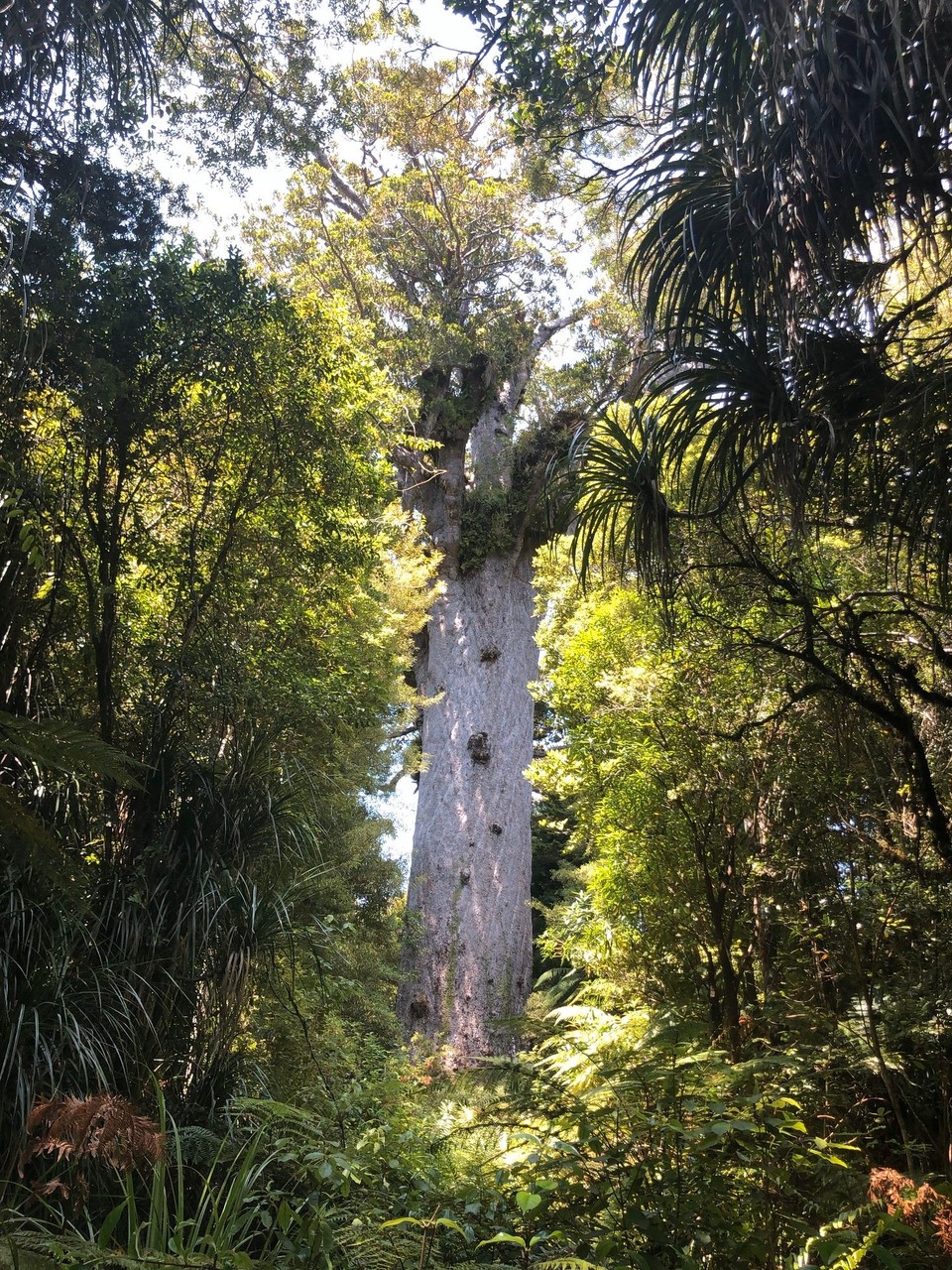 Neuseeland - Kaihu - Einer der ältesten und dicksten Kauri Trees