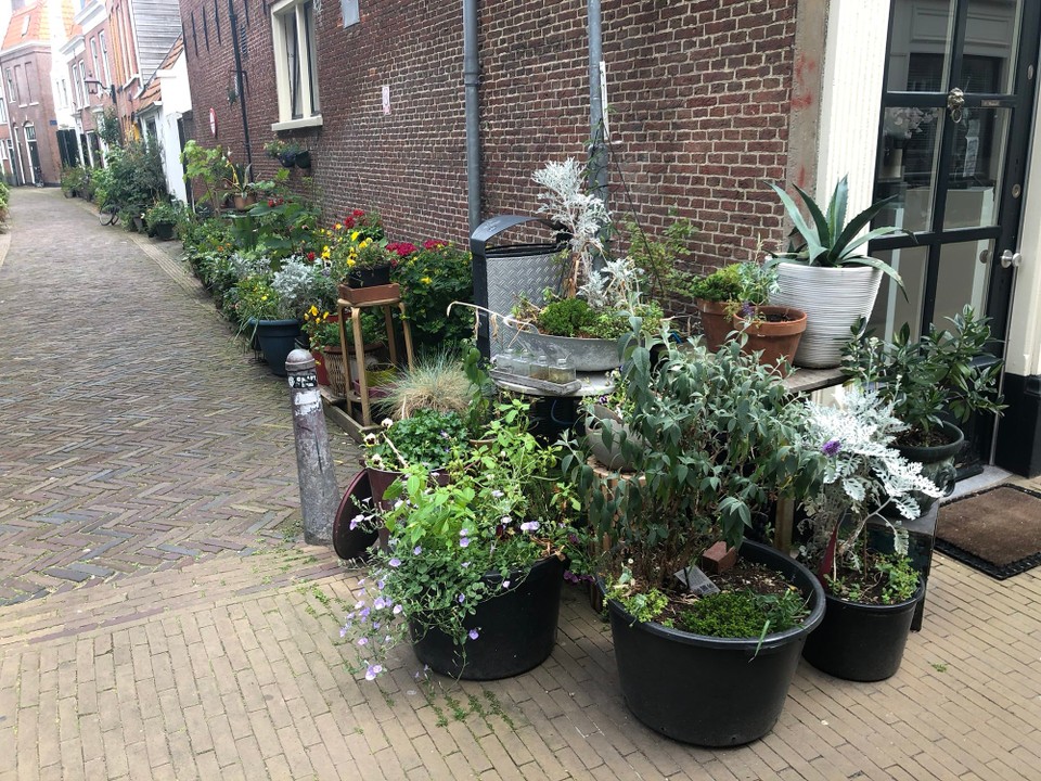 Niederlande - Haarlem - 