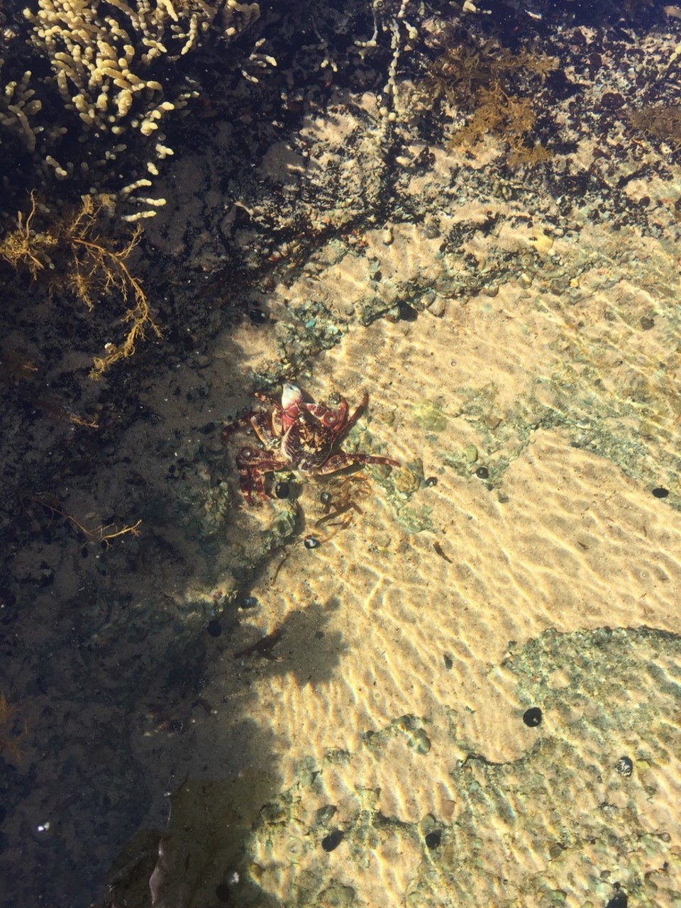  - Australia, Norah Head - 