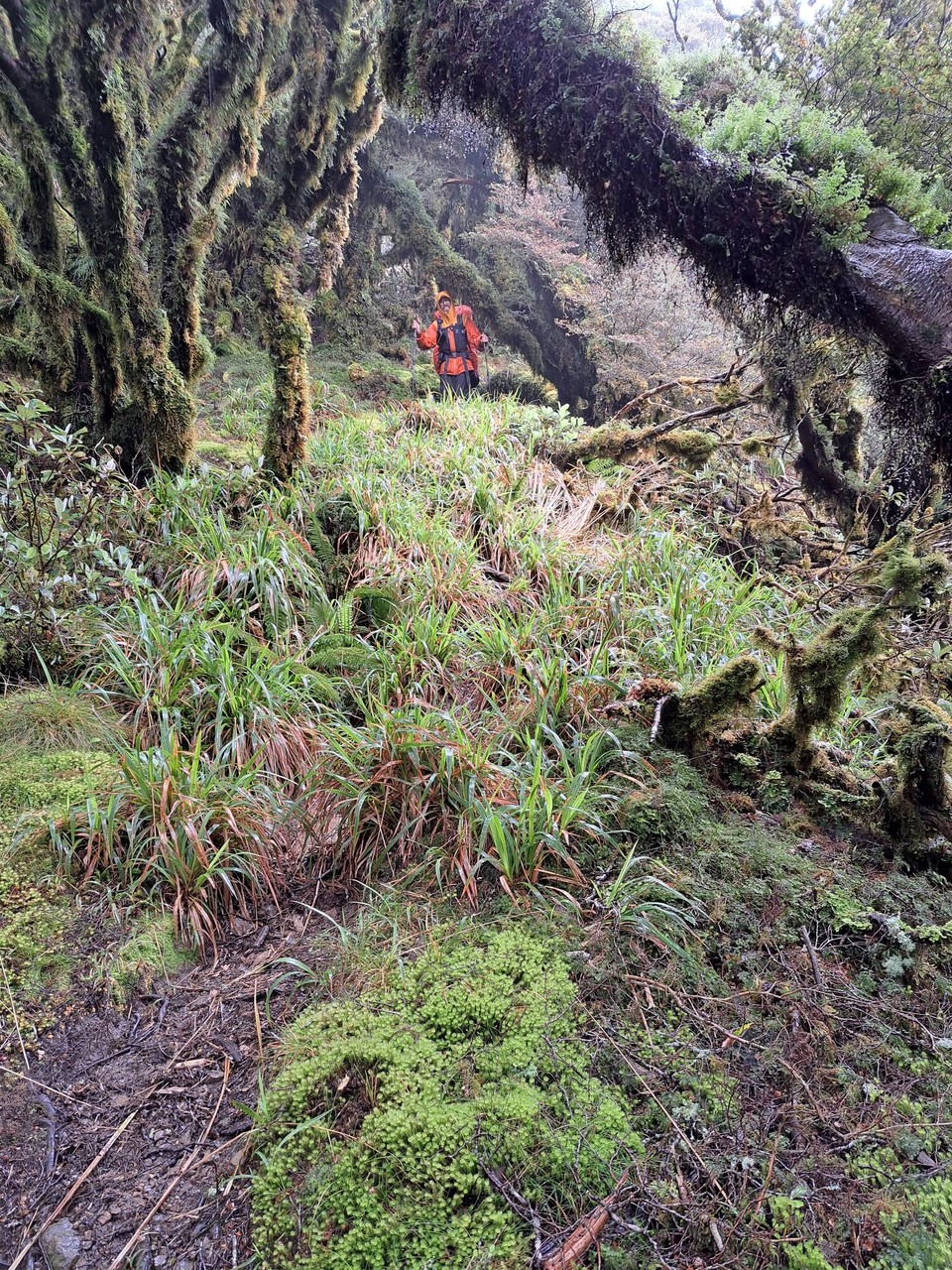 Neuseeland - Te Aroha trail PK - 