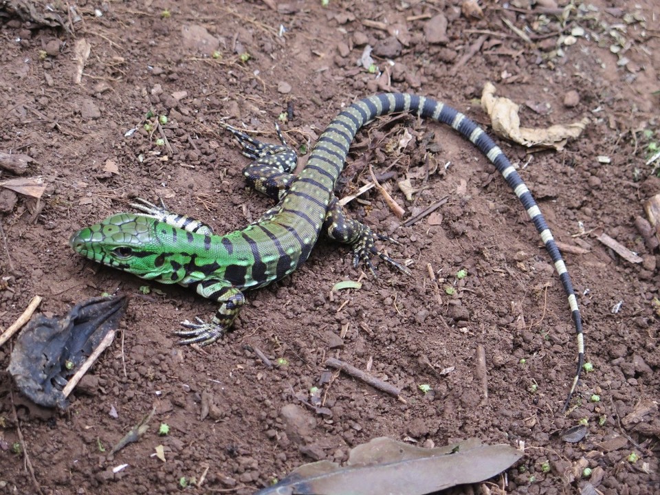 Argentina - Puerto Iguazú - Lezard vert fluo