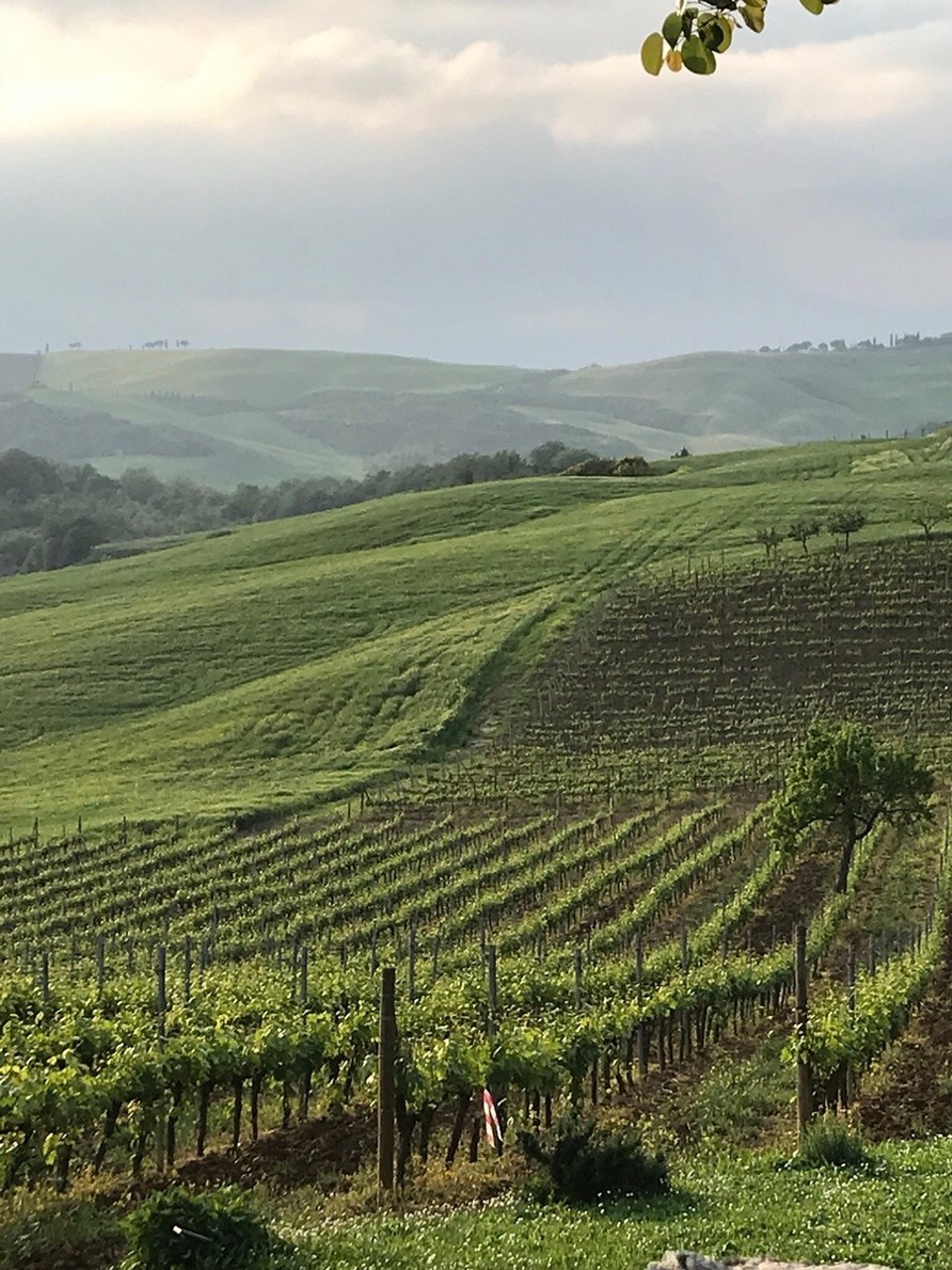 Italien - San Quirico d'Orcia - Den realen traumhaften Landschaftsverlauf könnte man mit dem IPhone nicht wiedergeben