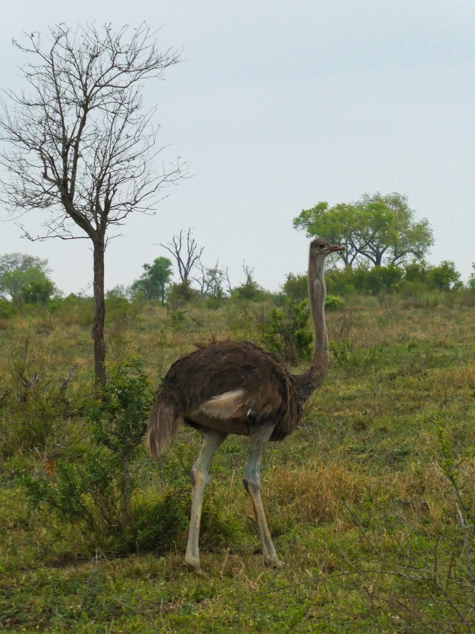 Südafrika - Kruger-Nationalpark - 