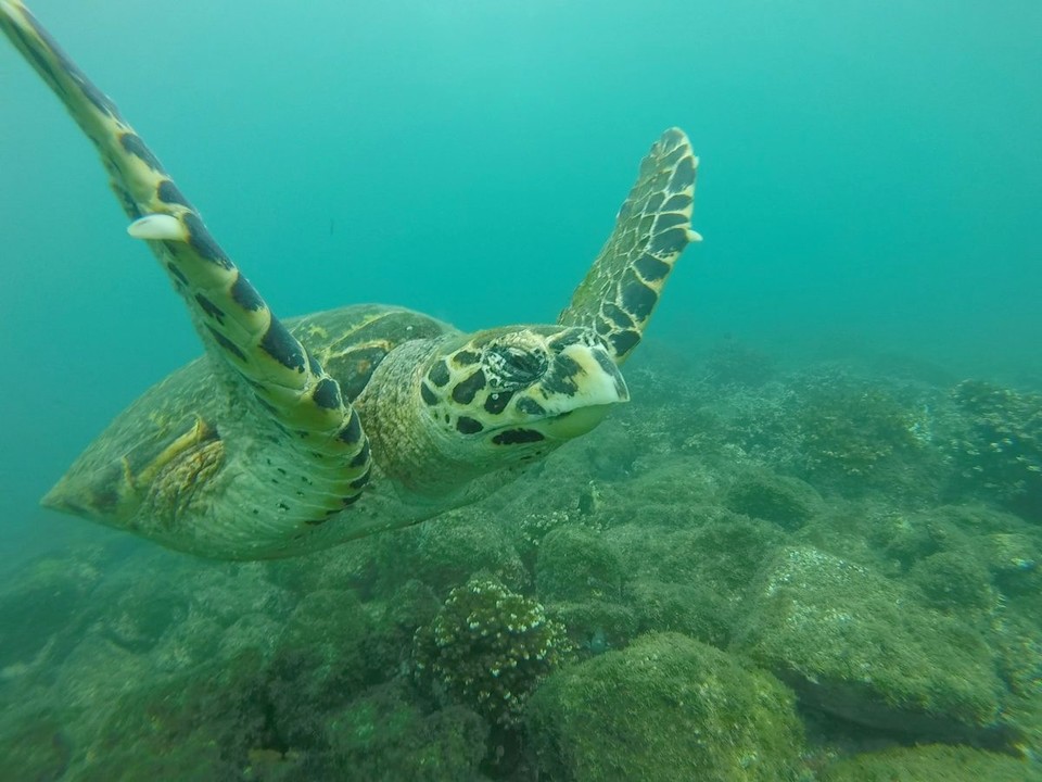 Panama -  - … haben wir Tortugas 🐢 …